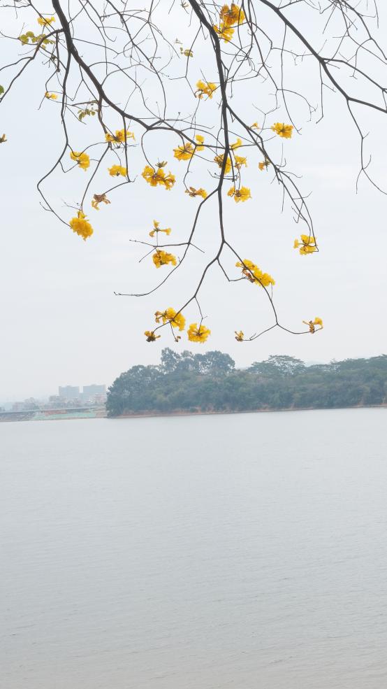 松湖春韵，巾帼绽风华 —— 三八活力团建行